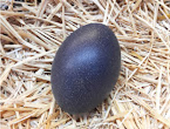 emu